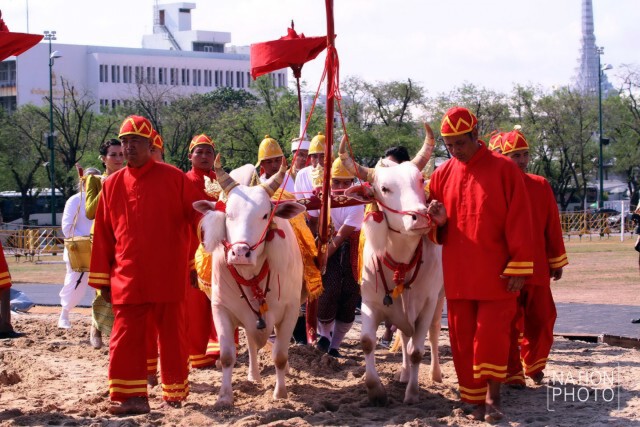 ซ้อมใหญ่...งานพระราชพิธีพืชมงคลจรดพระนังคัลแรกนาขวัญ