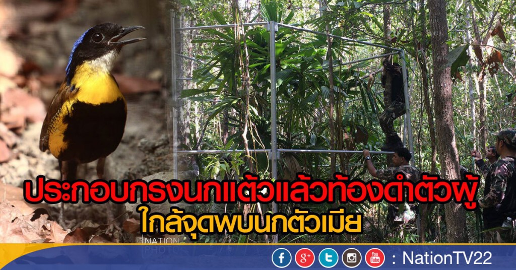 ประกอบกรงนกแต้วแล้วท้องดำตัวผู้
ใกล้จุดพบนกตัวเมีย ประกอบกรงนกแต้วแล้วท้องดำตัวผู้
ใกล้จุดพบนกตัวเมีย