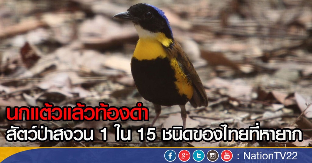 นกแต้วแล้วท้องดำ สัตว์ป่าสงวน 1 ใน 15 ชนิดของไทยที่หายาก