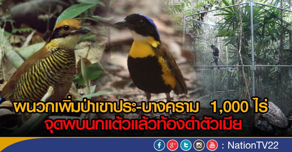 ปิดพื้นที่ให้ "นกแต้วแล้วท้องดำ" จับคู่ ปิดพื้นที่ให้ "นกแต้วแล้วท้องดำ" จับคู่