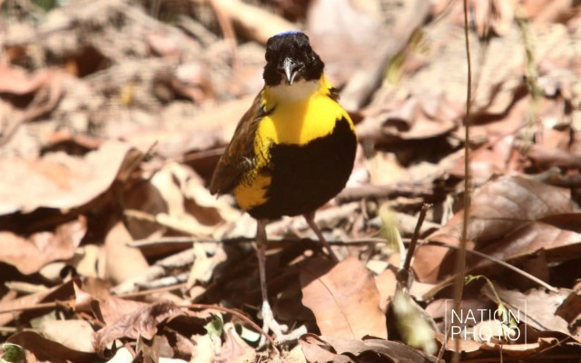 นกแต้วแล้วท้องดำ สัตว์ป่าสงวน 1 ใน 15 ชนิดของไทยที่หายาก