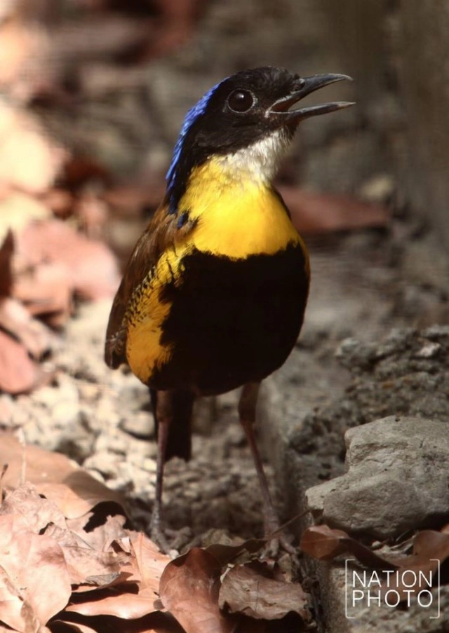 นกแต้วแล้วท้องดำ สัตว์ป่าสงวน 1 ใน 15 ชนิดของไทยที่หายาก