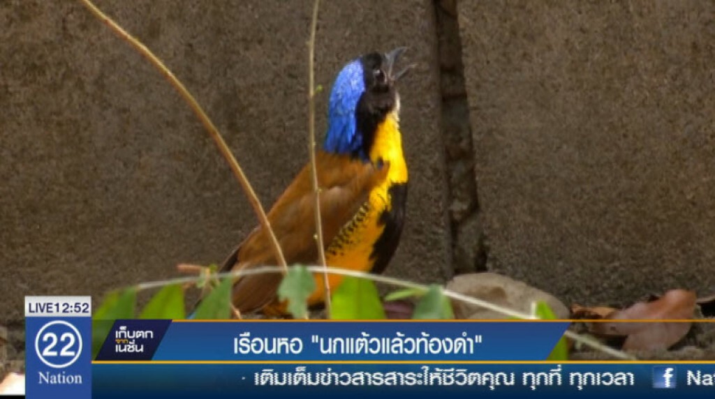 เรือนหอ"นกแต้วแล้วท้องดำ" เรือนหอ"นกแต้วแล้วท้องดำ"