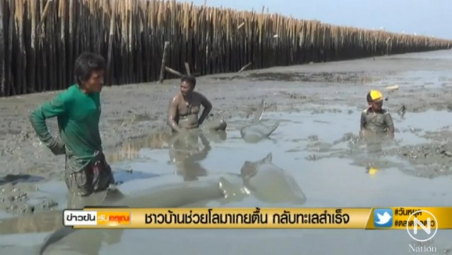 ‎อ.ธรณ์ โพสต์เฟส "เราช่วยโลมาอิรวดีได้อย่างไร‬"