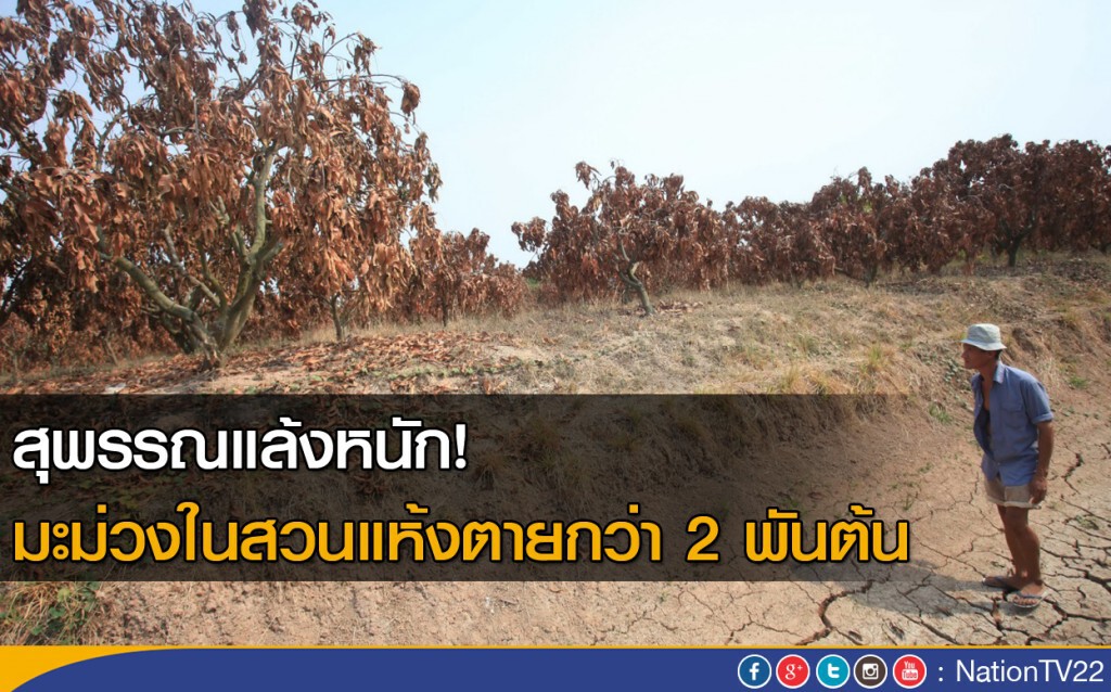 สุพรรณแล้งหนัก! มะม่วงในสวนแห้งตายกว่า 2 พันต้น สุพรรณแล้งหนัก! มะม่วงในสวนแห้งตายกว่า 2 พันต้น