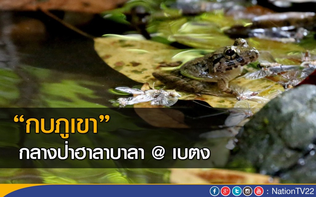 "กบภูเขา" กลางป่าฮาลาบาลา @ เบตง