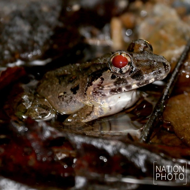 "กบภูเขา" กลางป่าฮาลาบาลา @ เบตง