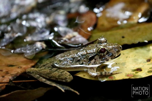 "กบภูเขา" กลางป่าฮาลาบาลา @ เบตง
