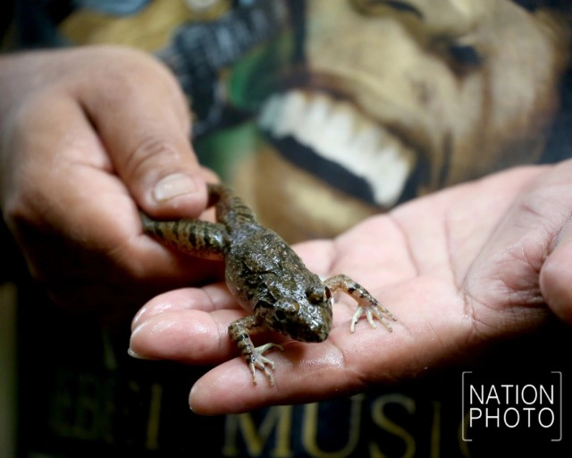 "กบภูเขา" กลางป่าฮาลาบาลา @ เบตง