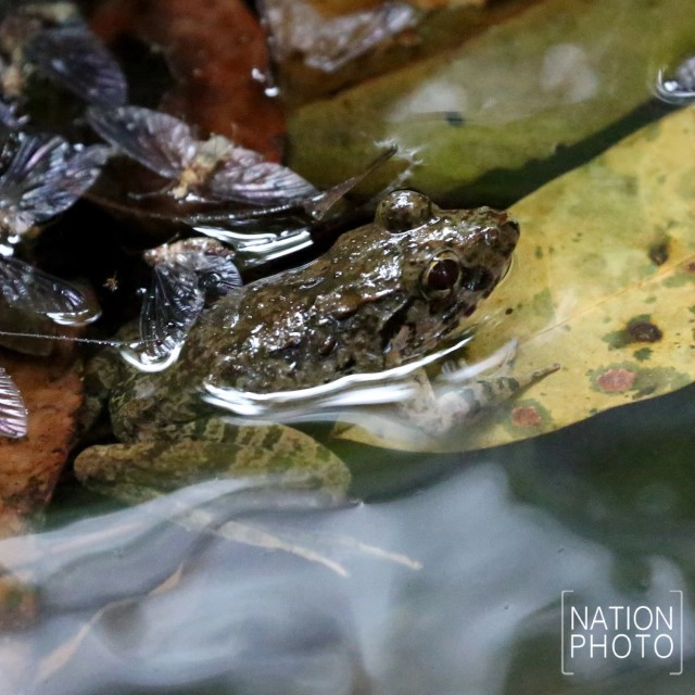 "กบภูเขา" กลางป่าฮาลาบาลา @ เบตง