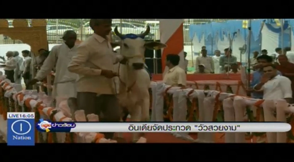 อินเดียจัดการประกวด "วัวสวยงาม"