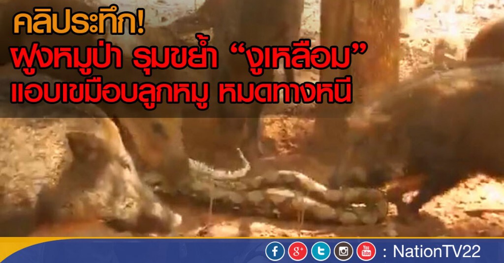 คลิประทึก! ฝูงหมูป่า 
รุมขย้ำ "งูเหลือม"แอบเขมือบลูกหมู