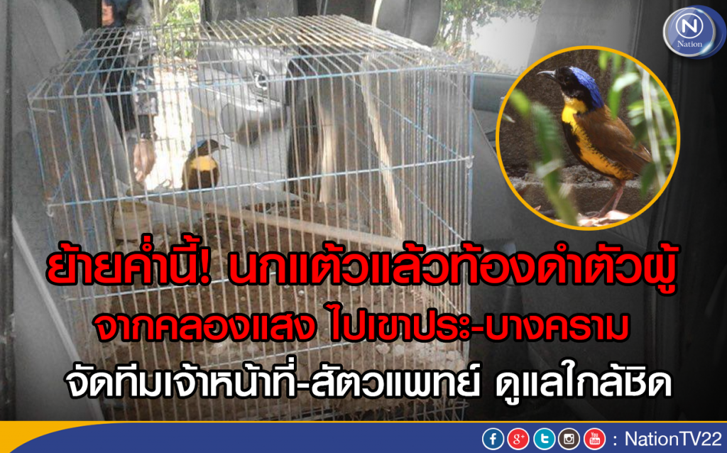 ย้ายค่ำนี้! นกแต้วแล้วท้องดำตัวผู้ จากคลองแสง ไปเขาประ-บางคราม