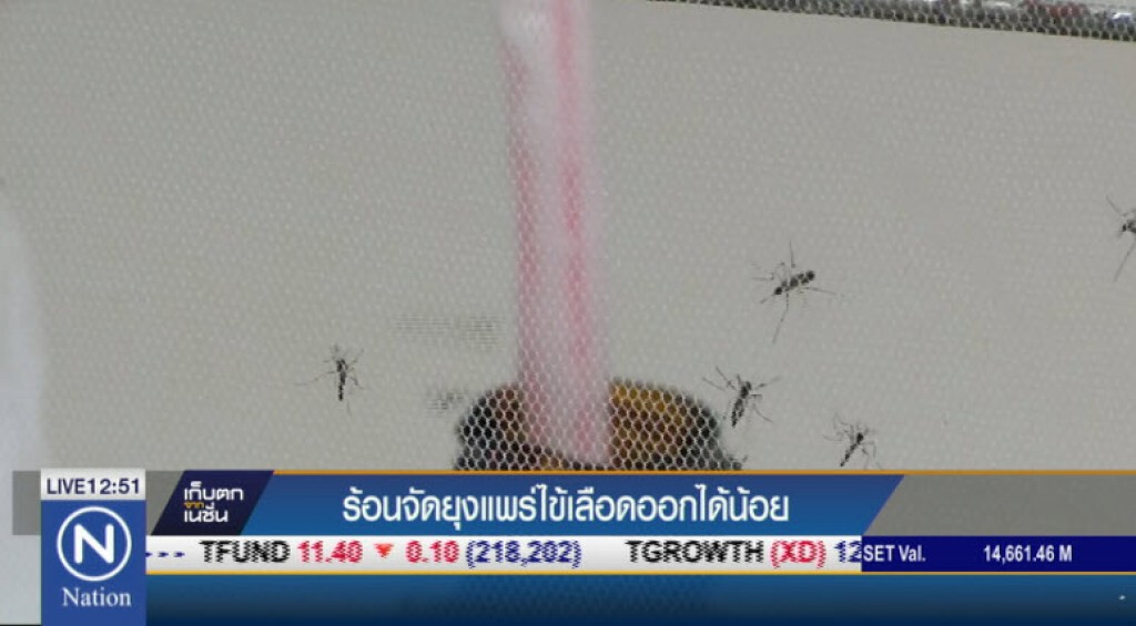 ร้อนจัด ยุงแพร่ไข้เลือดออกได้น้อย ร้อนจัด ยุงแพร่ไข้เลือดออกได้น้อย