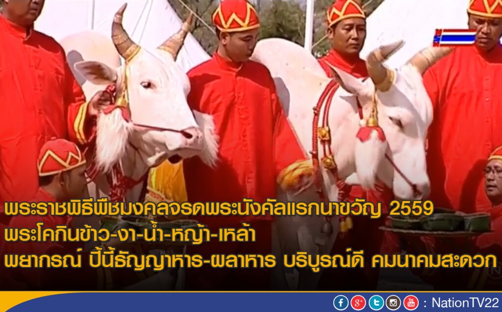พระโคกินข้าว-งา-น้ำ-หญ้า-เหล้า พยากรณ์ว่าธัญญาหาร-ผลาหาร บริบูรณ์ดี คมนาคมสะดวก