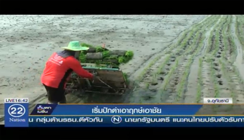 เริ่มปักดำเอาฤกษ์เอาชัย เริ่มปักดำเอาฤกษ์เอาชัย