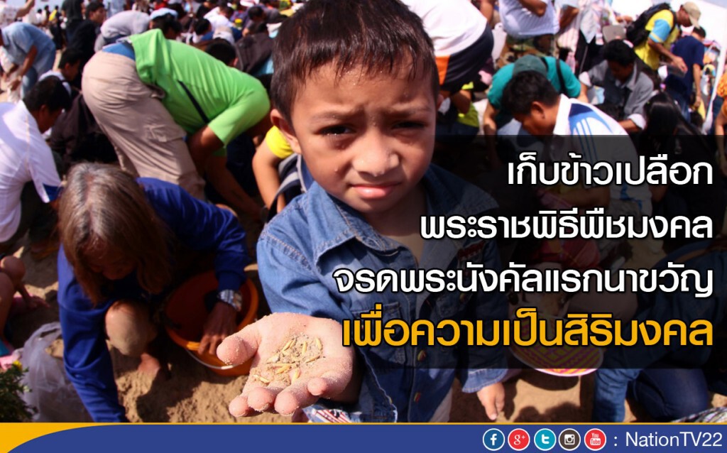 เก็บข้าวเปลือก พิธีพืชมงคลจรดพระนังคัลแรกนาขวัญ เพื่อความเป็นสิริมงคล เก็บข้าวเปลือก พิธีพืชมงคลจรดพระนังคัลแรกนาขวัญ เพื่อความเป็นสิริมงคล