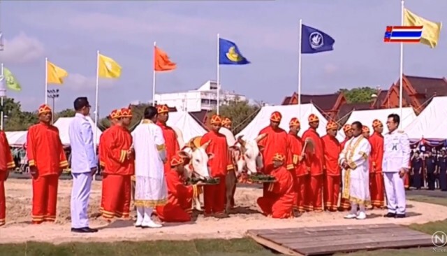 พระโคกินข้าว-งา-น้ำ-หญ้า-เหล้า พยากรณ์ว่าธัญญาหาร-ผลาหาร บริบูรณ์ดี คมนาคมสะดวก