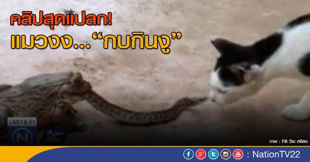 คลิปแปลก แมวงง กบกินงู! คลิปแปลก แมวงง กบกินงู!