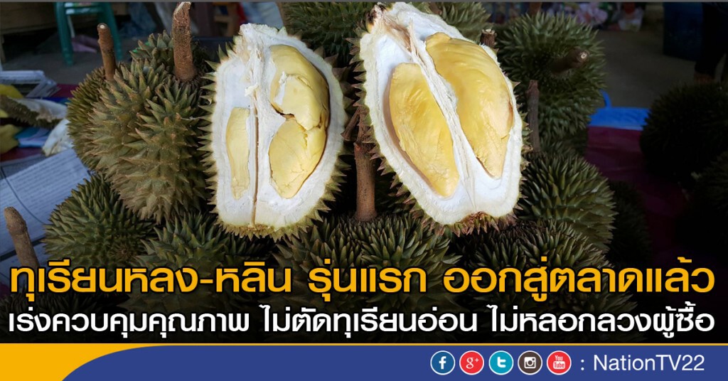 ทุเรียนหลง-หลิน รุ่นแรก ออกสู่ตลาดแล้ว ทุเรียนหลง-หลิน รุ่นแรก ออกสู่ตลาดแล้ว