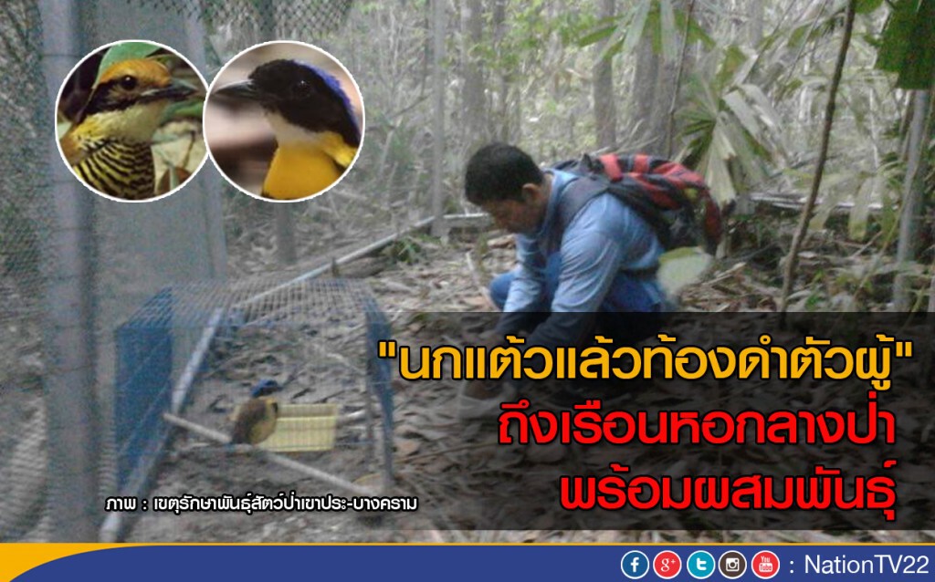 "นกแต้วแล้วท้องดำตัวผู้" ถึงเรือนหอกลางป่า พร้อมผสมพันธุ์ "นกแต้วแล้วท้องดำตัวผู้" ถึงเรือนหอกลางป่า พร้อมผสมพันธุ์