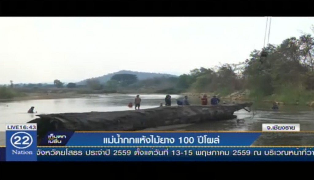 แม่น้ำกกแห้ง ไม้ยาง 100 ปีโผล่ แม่น้ำกกแห้ง ไม้ยาง 100 ปีโผล่