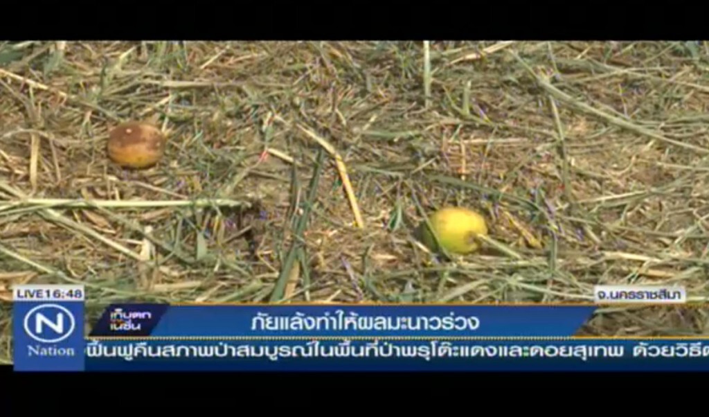 ภัยแล้ง ทำให้ผลมะนาวร่วง ภัยแล้ง ทำให้ผลมะนาวร่วง