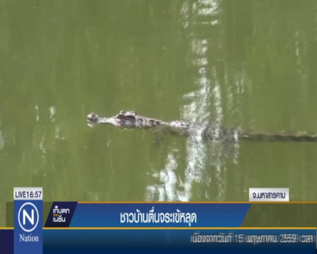 ชาวบ้านตื่นจระเข้หลุดสระหลังวัด ชาวบ้านตื่นจระเข้หลุดสระหลังวัด