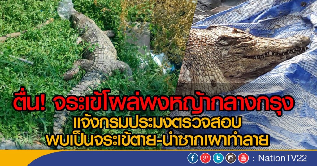 ตื่น! จระเข้โผล่พงหญ้ากลางกรุง แจ้งกรมประมงตรวจสอบ
พบเป็นจระเข้ตาย-นำซากเผาทำลาย