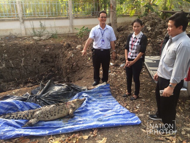 ตื่น! จระเข้โผล่พงหญ้ากลางกรุง แจ้งกรมประมงตรวจสอบ
พบเป็นจระเข้ตาย-นำซากเผาทำลาย