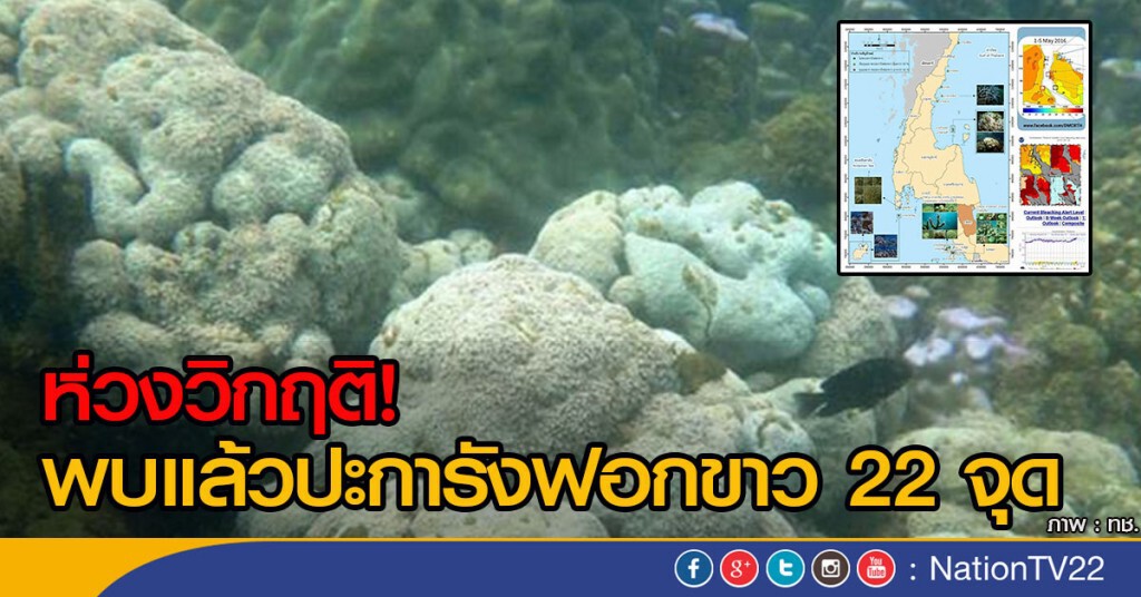ห่วงวิกฤติ! พบแล้วปะการังฟอกขาว 22 จุด ห่วงวิกฤติ! พบแล้วปะการังฟอกขาว 22 จุด