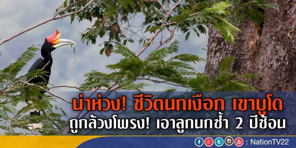 น่าห่วง! ชีวิตนกเงือกเขาบูโด ถูกล้วงโพรงเอาลูกนกซ้ำ 2 ปีซ้อน