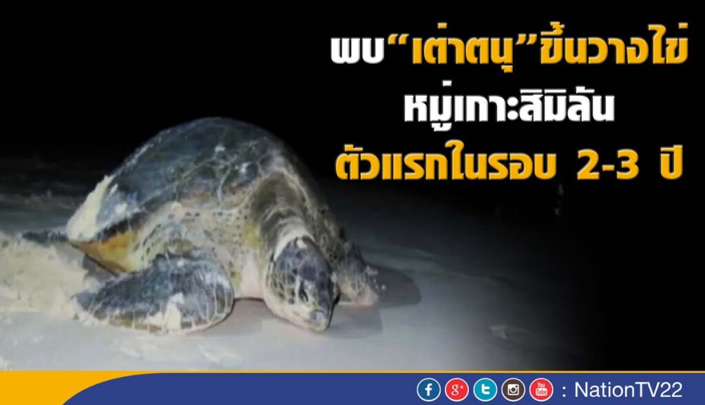 พบ"เต่าตนุ"ขึ้นวางไข่ หมู่เกาะสิมิลัน ตัวแรกในรอบ 2-3 ปี