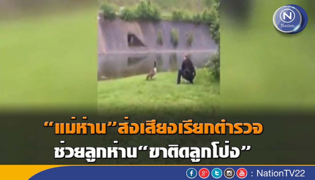"แม่ห่าน"ส่งเสียงเรียกตำรวจ ช่วยลูกห่าน"ขาติดลูกโป่ง" "แม่ห่าน"ส่งเสียงเรียกตำรวจ ช่วยลูกห่าน"ขาติดลูกโป่ง"