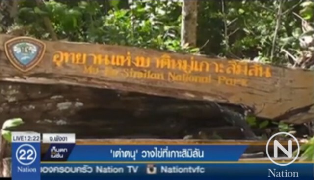 พบ"เต่าตนุ"ขึ้นวางไข่ หมู่เกาะสิมิลัน ตัวแรกในรอบ 2-3 ปี