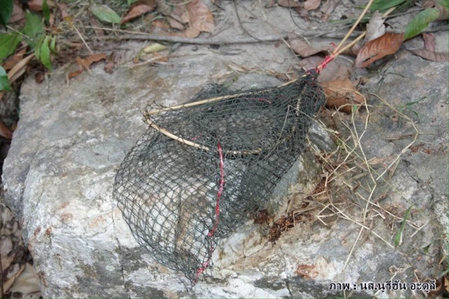 น่าห่วง! ชีวิตนกเงือกเขาบูโด ถูกล้วงโพรงเอาลูกนกซ้ำ 2 ปีซ้อน