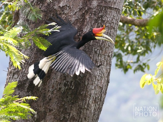 น่าห่วง! ชีวิตนกเงือกเขาบูโด ถูกล้วงโพรงเอาลูกนกซ้ำ 2 ปีซ้อน