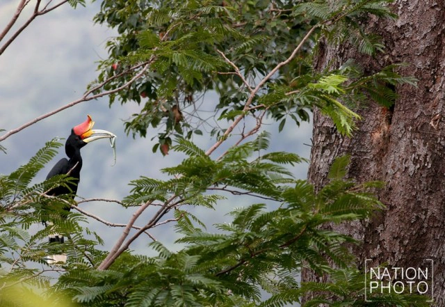 น่าห่วง! ชีวิตนกเงือกเขาบูโด ถูกล้วงโพรงเอาลูกนกซ้ำ 2 ปีซ้อน