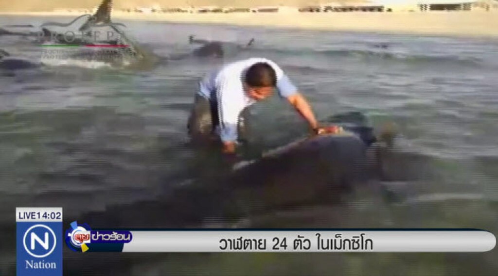 วาฬตาย 24 ตัวในเม็กซิโก วาฬตาย 24 ตัวในเม็กซิโก