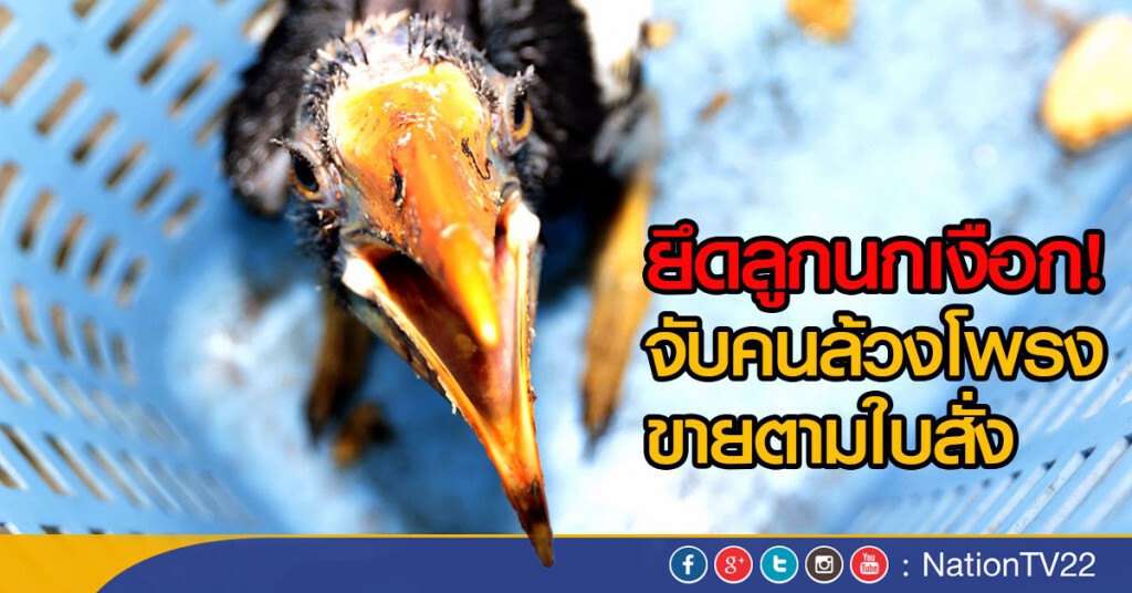 ยึดลูกนกเงือก! จับคนล้วงโพรง ขายตามใบสั่ง ยึดลูกนกเงือก! จับคนล้วงโพรง ขายตามใบสั่ง