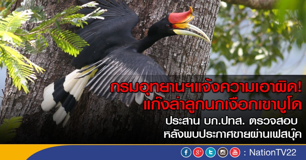 กรมอุทยานฯแจ้งความเอาผิด! แก๊งล่าลูกนกเงือกเขาบูโด กรมอุทยานฯแจ้งความเอาผิด! แก๊งล่าลูกนกเงือกเขาบูโด