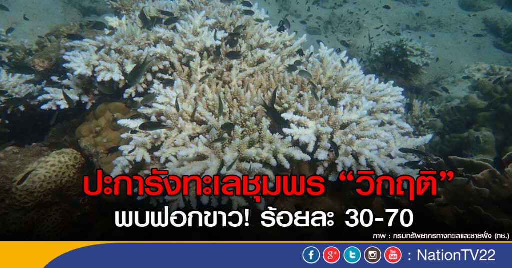 ปะการังทะเลชุมพร "วิกฤติ"
พบฟอกขาว! ร้อยละ 30-70 ปะการังทะเลชุมพร "วิกฤติ"
พบฟอกขาว! ร้อยละ 30-70