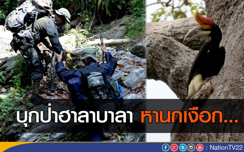 เรื่องที่ยังไม่ได้เล่า บุกป่าฮาลาบาลา หานกเงือก...