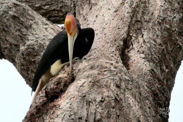 เรื่องที่ยังไม่ได้เล่า บุกป่าฮาลาบาลา หานกเงือก...