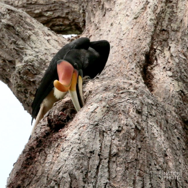 เรื่องที่ยังไม่ได้เล่า บุกป่าฮาลาบาลา หานกเงือก...