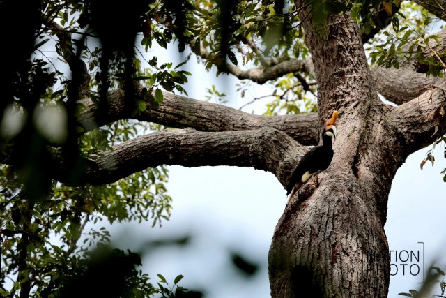 เรื่องที่ยังไม่ได้เล่า บุกป่าฮาลาบาลา หานกเงือก...