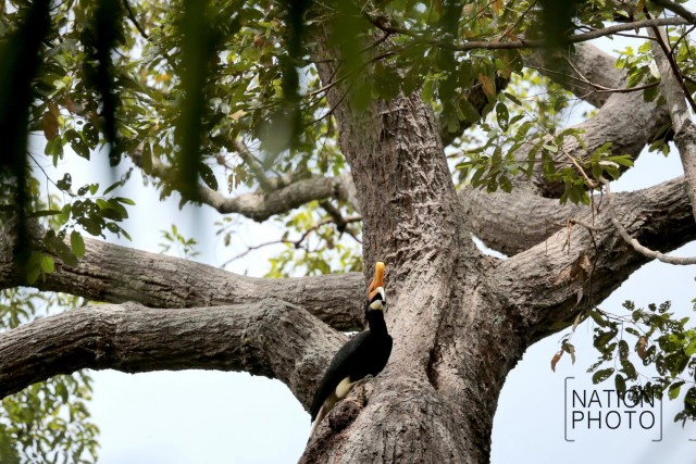 เรื่องที่ยังไม่ได้เล่า บุกป่าฮาลาบาลา หานกเงือก...