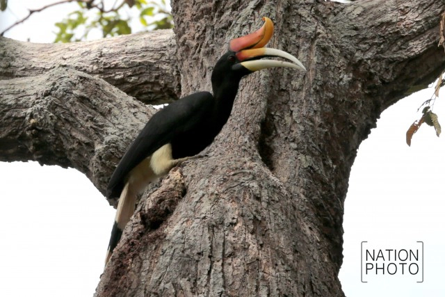 เรื่องที่ยังไม่ได้เล่า บุกป่าฮาลาบาลา หานกเงือก...