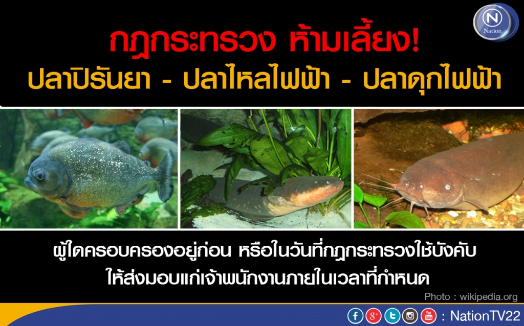 "ครม." ไฟเขียวร่างกฎกระทรวง ห้ามเลี้ยง ปลาปิรันยา - ปลาไหลไฟฟ้า - ปลาดุกไฟฟ้า