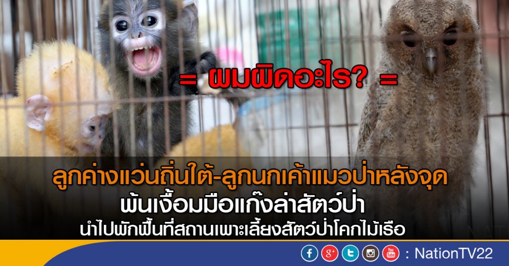 ลูกค่างแว่นถิ่นใต้-ลูกนกเค้าแมวป่าหลังจุด พ้นเงื้อมมือแก๊งล่าสัตว์ป่า ลูกค่างแว่นถิ่นใต้-ลูกนกเค้าแมวป่าหลังจุด พ้นเงื้อมมือแก๊งล่าสัตว์ป่า